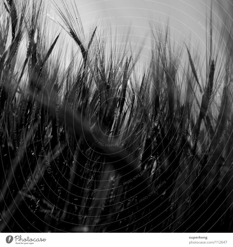 dark wave Style Nature Peace Beat Black & white photo Andre Mayr Nature & Landscape Strong contrasts Wheat blaxk
