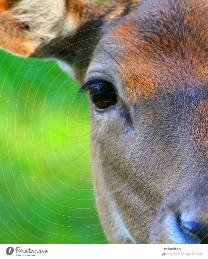 face to face Roe deer Eyelash Brown Rudolf the Rednosed Reindeer Grass Green Pelt Looking Beautiful Timidity Peace Glittering Glimmer Macro (Extreme close-up)