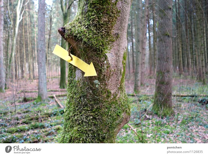 Forest. Yellow arrow pointing down hangs from a tree with moss. Signpost Nature Sunlight spring Arrow Wegekreuz Direction Trend-setting Logging