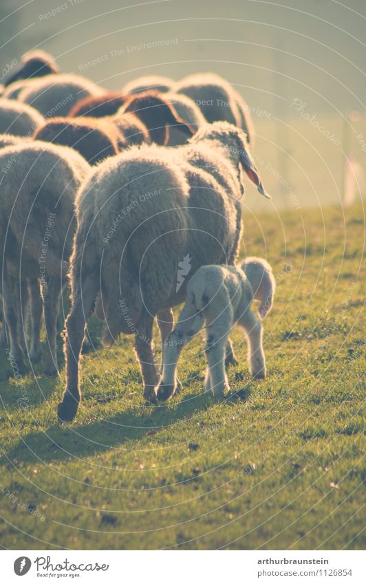 Flock of sheep with offspring Happy Hair and hairstyles Vacation & Travel Trip Summer Nature Landscape Sunrise Sunset Sunlight Beautiful weather Animal