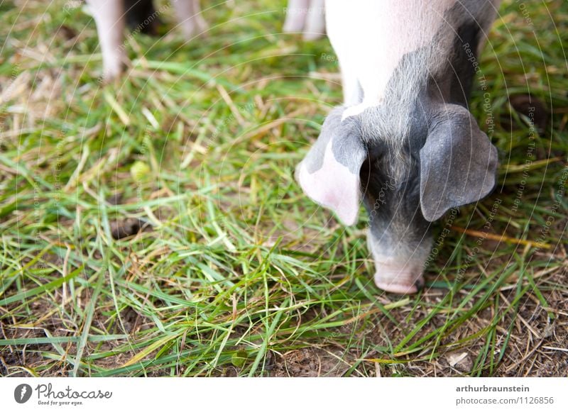 Spotted pig Piglet eats piglets Plant Grass Short-haired Animal Farm animal Petting zoo Swine 1 To feed Feeding Authentic Healthy Natural Happy Contentment