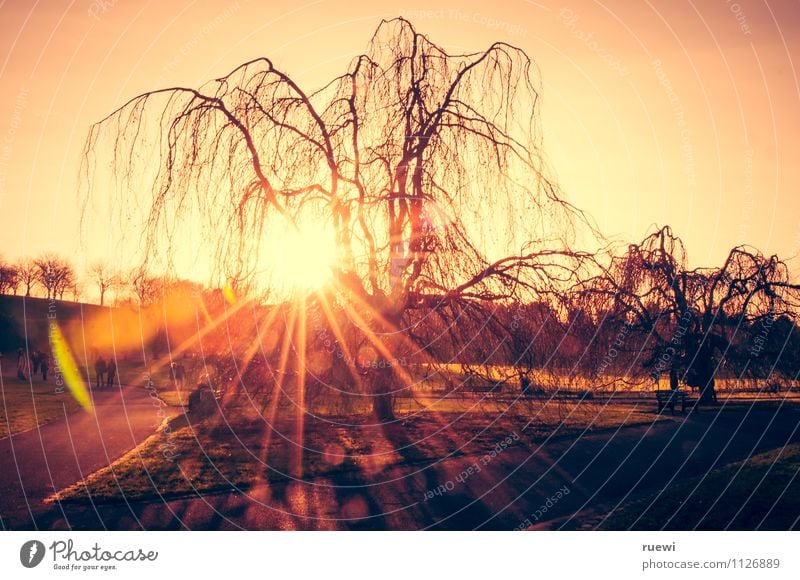 Spring? Sun Agriculture Forestry Environment Landscape Plant Air Sky Cloudless sky Sunrise Sunset Beautiful weather Flower Willow tree Park Wood Illuminate