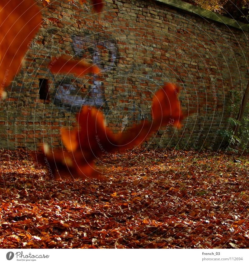 end of autumn Leaf Wall (barrier) Red Yellow Autumn Characters Wall (building) Brick Floating Think Cold Orientation Hover Wind Autumnal colours Germany leaves