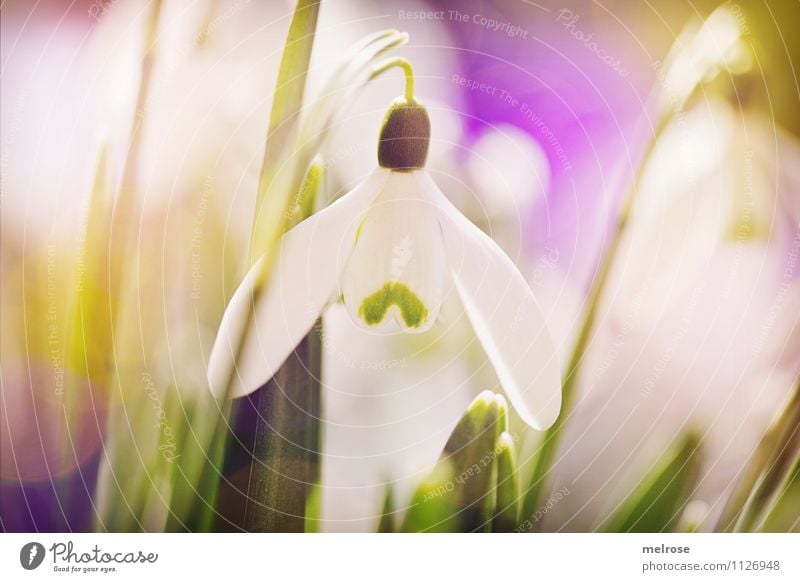 centred Style Design Nature Plant Spring Flower Grass Leaf Blossom Wild plant Snowdrop Spring flowering plant Flower stem Garden Patch of colour Blur Blossoming