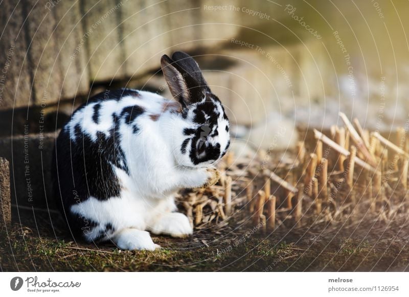 ashamedly Personal hygiene Face Spring Beautiful weather Grass Bushes Garden Meadow Animal Pet Pelt Paw Pygmy rabbit Hare & Rabbit & Bunny Mammal Hare ears 1