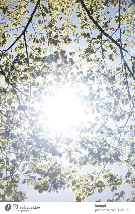 spring Environment Nature Plant Air Sky Cloudless sky Sun Sunlight Spring Weather Beautiful weather Tree Leaf Wild plant Park Forest Blossoming Illuminate