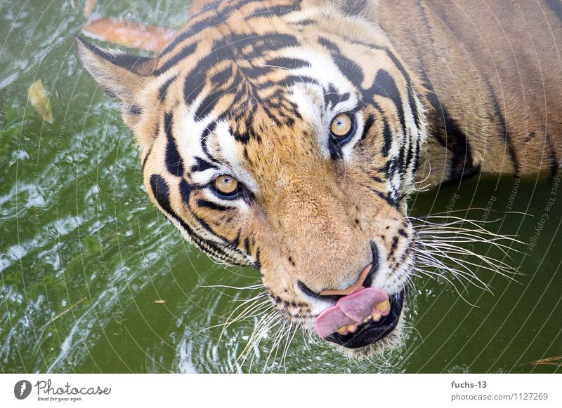Hungry! Nutrition Eating Safari Animal Wild animal Animal face Zoo Tiger 1 Swimming & Bathing Observe Feeding Hunting Aggression Threat Exotic Strong
