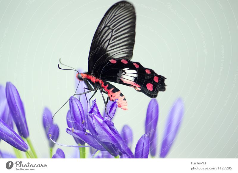 butterfly Nature Plant Animal Flower Wild animal Butterfly Insect 1 Eating Wait Violet Red Black Beautiful Life Ease Delicate Colour photo Multicoloured