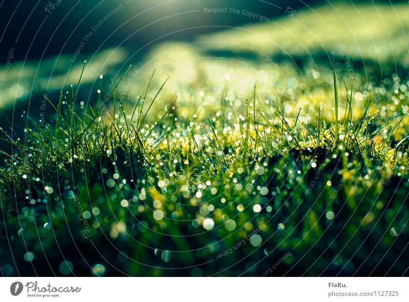 morning dew Environment Nature Plant Earth Water Drops of water Sunrise Sunset Sunlight Spring Rain Grass Moss Leaf Foliage plant Garden Meadow Glittering Wet