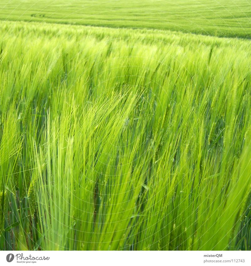 green infinity Field Green Far-off places Loneliness Calm Tracks Dark Foreground Background picture Ingredients Immature Germany Healthy Home country Serene