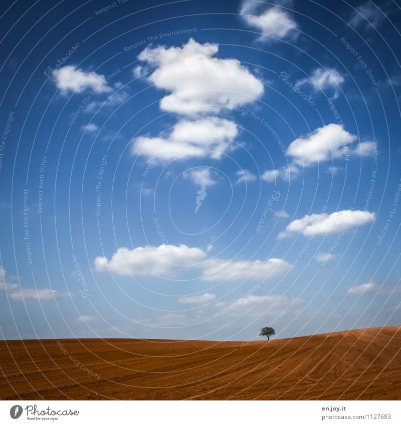 solitary Agriculture Forestry Environment Nature Landscape Plant Sky Clouds Horizon Sunlight Spring Climate Beautiful weather Tree Field Growth Blue Brown
