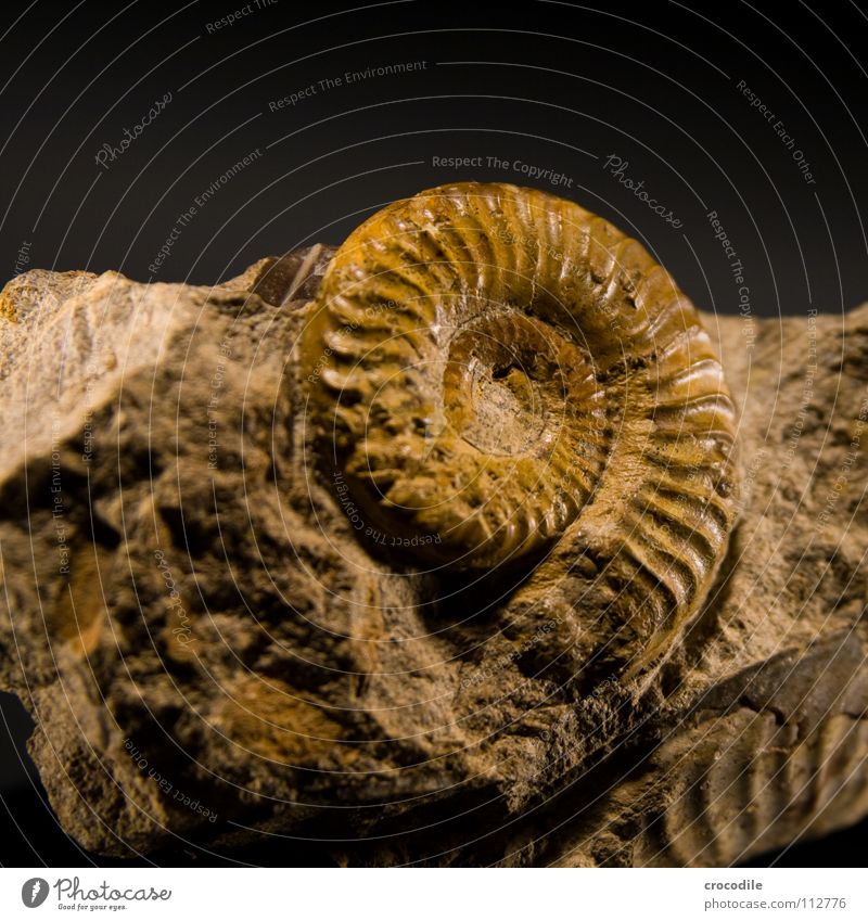 ammonite Ammonite Primitive times Stone Age Death Crustacean Animal Extinct petrified primeval Old as old as the hills curled died off Bowl spiral