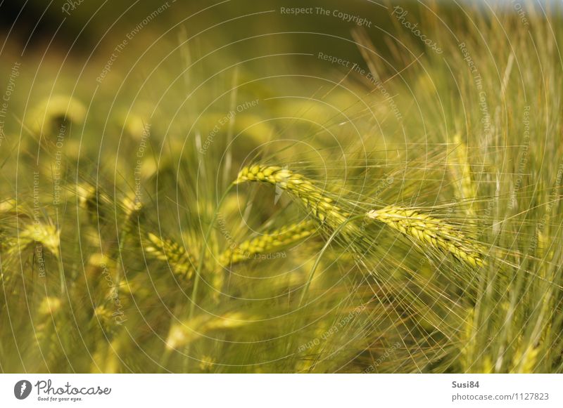 grain dreams Environment Nature Plant Summer Beautiful weather Grass Agricultural crop Barley Field Grain field To swing Growth Esthetic Sustainability Natural