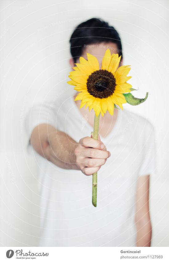 sorry Human being Masculine Young man Youth (Young adults) Hand 1 18 - 30 years Adults Beautiful Yellow White Sunflower Apology Gift Donate Give Flower