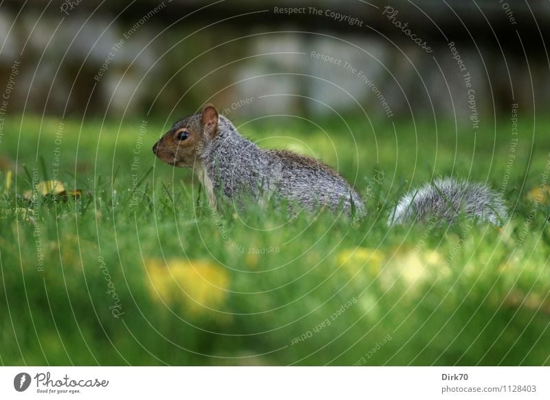 Profile of a squirrel Environment Nature Plant Animal Autumn Grass Blossom Foliage plant Dandelion Garden Park Meadow Montreal Canada North America Town