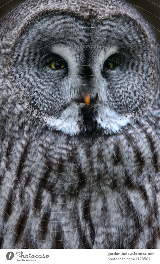 yellow eyes Nature Animal Wild animal Bird Owl birds Observe Looking Creepy Blue Black Silver Protection Watchfulness Pride Colour photo Exterior shot Deserted