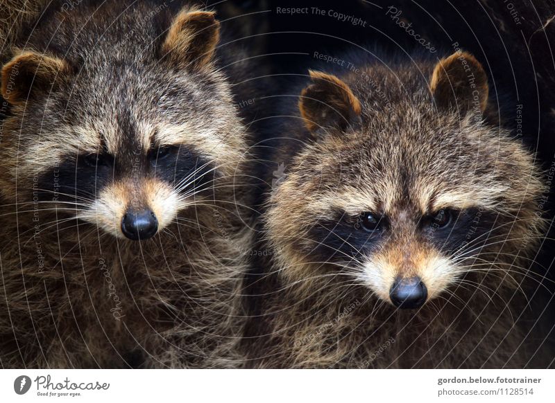raccoon couple, together we are strong Wild animal Animal face Raccoon 2 Pair of animals Looking Stand Astute Curiosity Smart Beautiful Blue Brown Gray Black