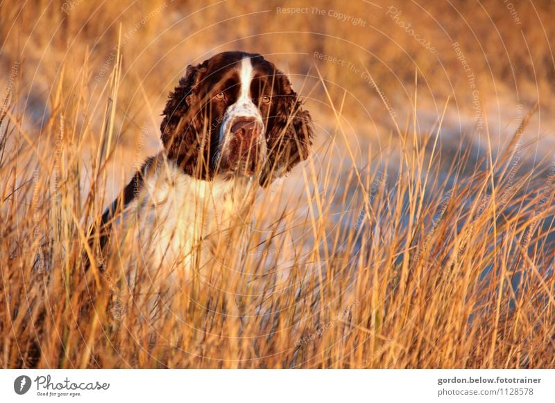 english springer spaniel Environment Nature Landscape Winter Beautiful weather Coast Beach North Sea Animal Pet Dog 1 Baby animal Looking Free Curiosity Cute