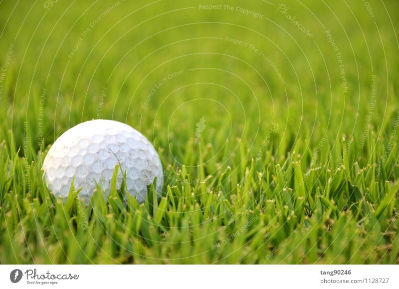 Dirty golf ball on the grass with green background Relaxation Leisure and hobbies Playing Entertainment Sports Golf Earth Sphere White Competition tee Action