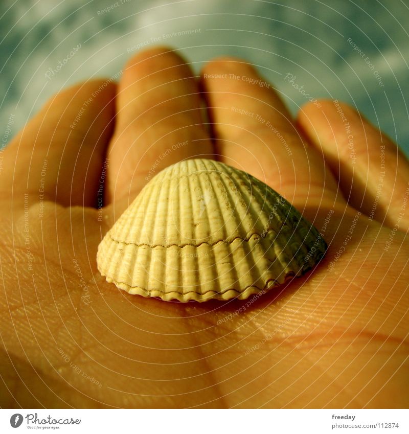 ::: Shell ::: Environment Mussel Hand Clouds Fingers Pattern Lake Ocean Seafood Beach Background picture Opening Lime Jewellery Macro (Extreme close-up)