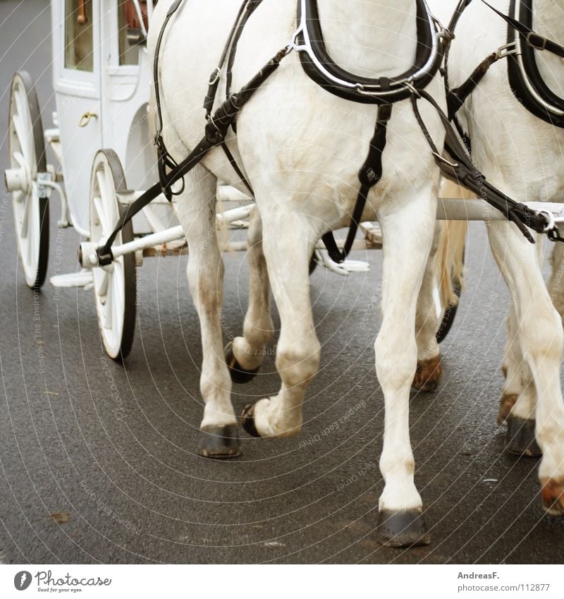 Therefore check who binds himself forever... Wedding Matrimony Bride Bride groom Horse Horse-drawn carriage Wedding couple Married Driving Coachman White