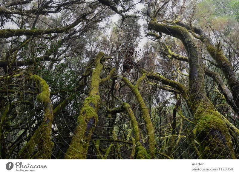 Brothers up to the light Environment Nature Landscape Plant Spring Climate Fog Tree Moss Forest Deserted Growth Brown Gray Green Jinxed Cloud forest Lichen