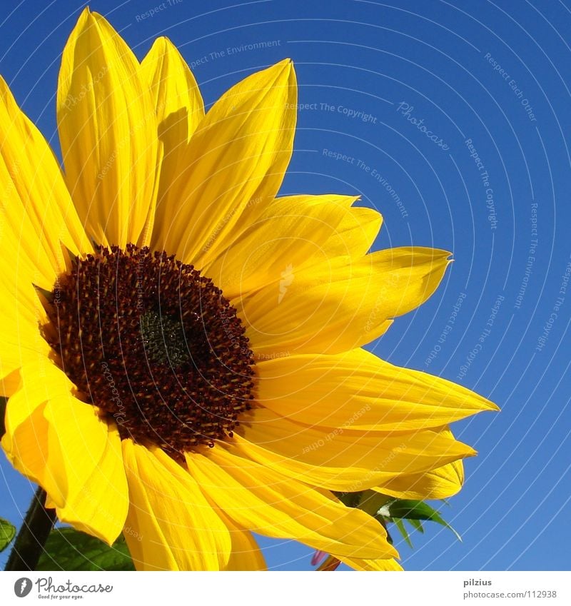 The sun laughs Summer Sunflower Blossom Plant Flower Blossom leave