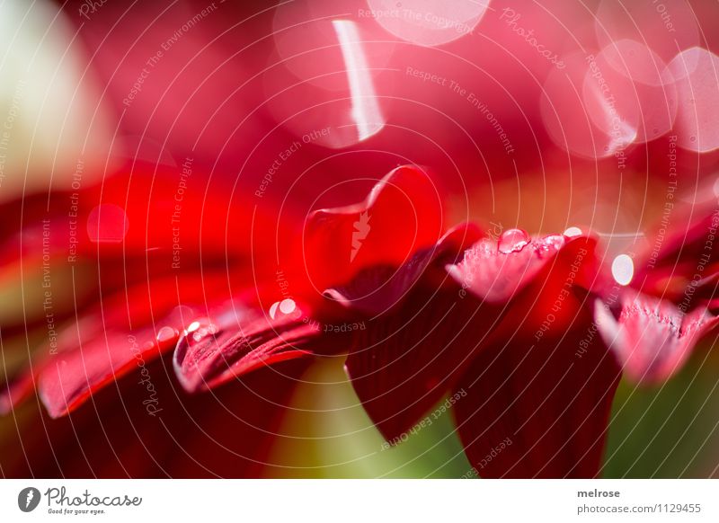 Reflections XI Elegant Style Nature Spring Flower Blossom Gerbera Daisy Family Bouquet Petaloid Blossom leave Point of light Blur High point Blossoming