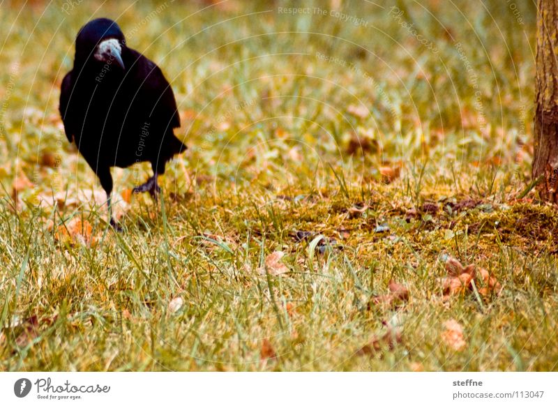 double Bushes Tree Crow - a Royalty Free Stock Photo from Photocase