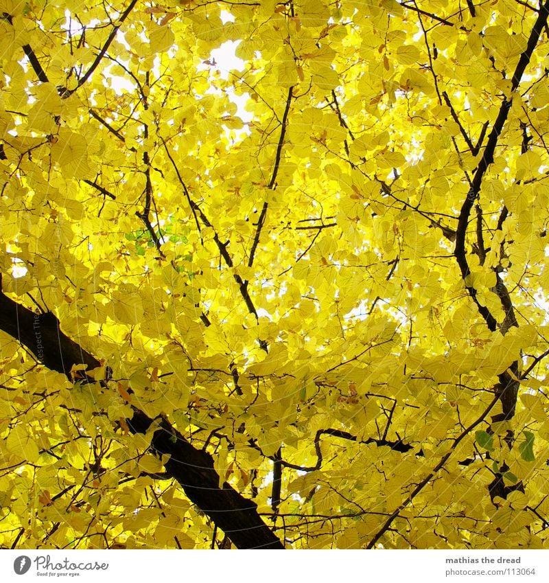 jaundice Tree Plant Living thing Leaf Branched Life Leaf canopy Forest Mixed forest Autumn Deciduous tree Wood Black Yellow Brown Light Worm's-eye view Park