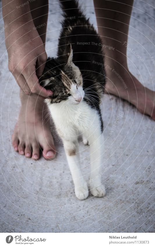 pussycat Hand Feet 1 Human being Animal Pet Cat Touch To enjoy Stand Dirty Cuddly Naked Cute Gray Black Contentment Trust Safety (feeling of) Cuddling