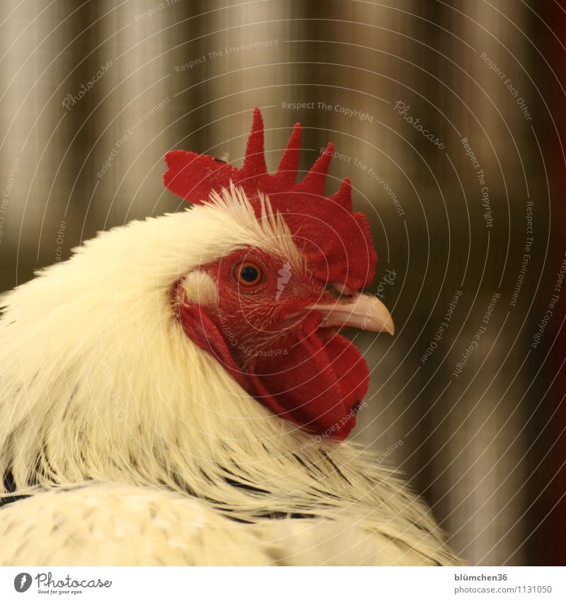 The boss in the chicken coop Animal Farm animal Animal face Rooster Bird Cockscomb Poultry Barn fowl Observe Relaxation Sit Wait Red White