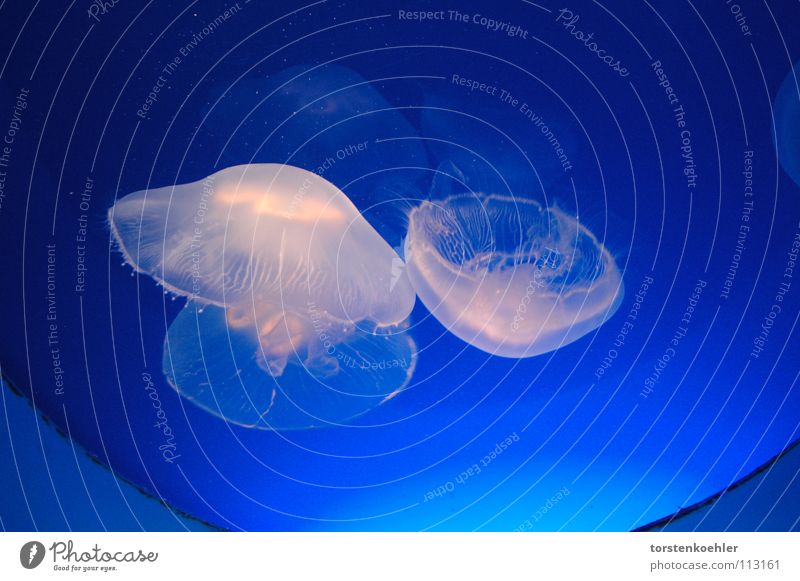 jellyfish Jellyfish Dream Hydra Ocean jelly fish sea blue