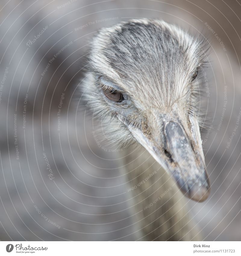 bouquet Animal Farm animal Wild animal Bird Animal face Wing Zoo 1 Gray Environmental protection Ostrich Trip Nature Observe Head Eyes Tourism Attraction