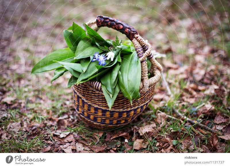 Today there's bear tube soup ii Environment Nature Plant Spring Wild plant Club moss Herbs and spices Forest Aggravation Basket Flower Colour photo