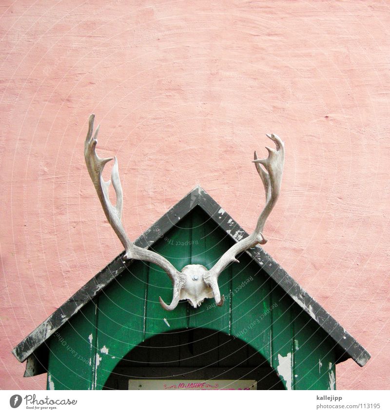 the house from... Antlers Wooden hut Dead animal Trophy Bright background Isolated Image Copy Space top Central perspective Wooden roof Gable end Reindeer