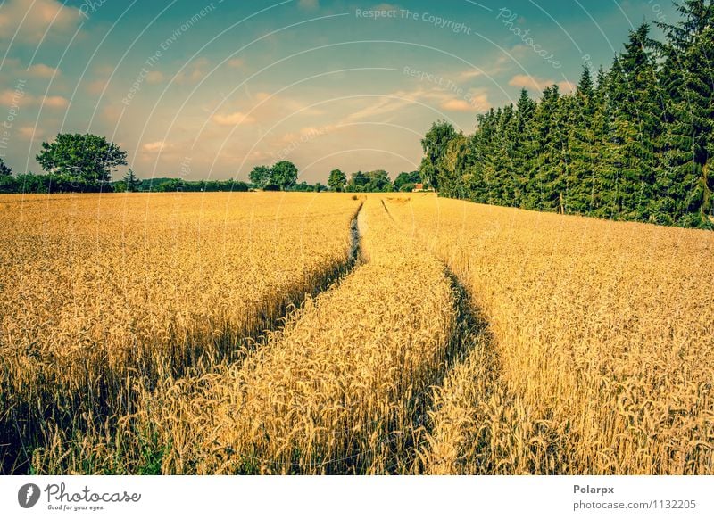 Wheat field in the summertime Summer Nature Landscape Plant Earth Sky Clouds Autumn Tree Meadow Hill Street Lanes & trails Yellow Gold Crops dry agriculture