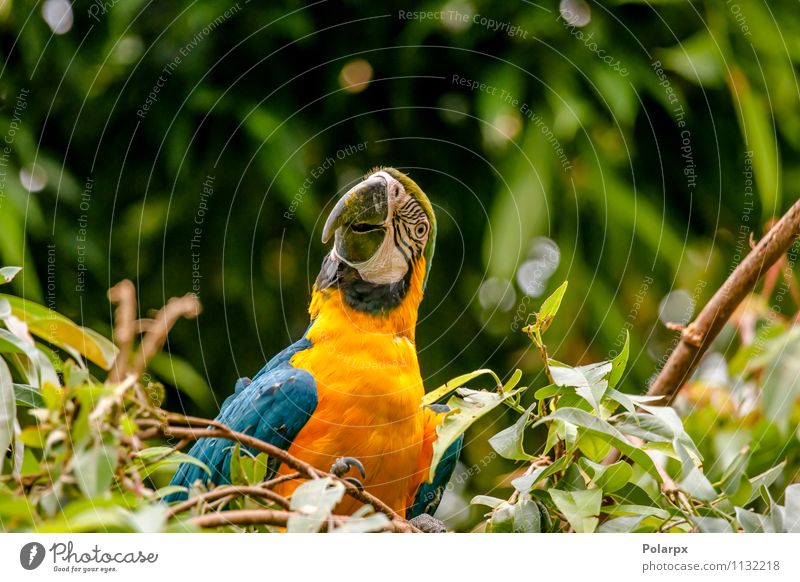 Parrot in a tree Exotic Beautiful Summer Zoo Nature Animal Pet Bird Wing Sit Bright Wild Blue Yellow Green Loneliness Colour Palm tree colorful Tropical Brazil