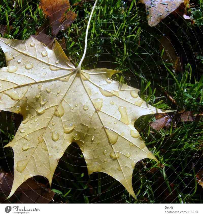 Tears in November Leaf Maple tree Maple leaf Brown Yellow Green Drops of water Rain Cold Goodbye Autumn Autumn leaves Grass Lawn Vessel Shadow Transience Grief