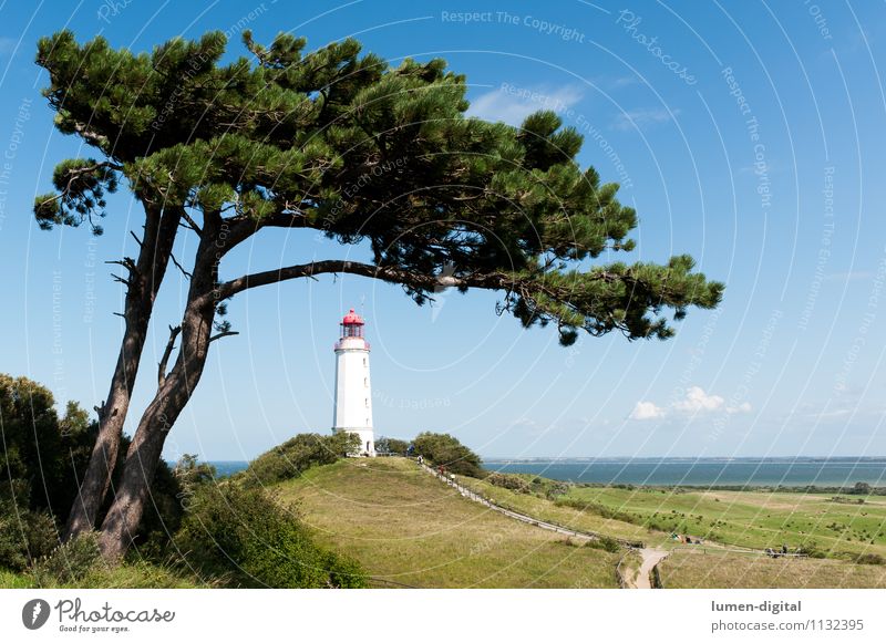 Lighthouse at Hiddensee Vacation & Travel Tourism Summer Nature Landscape Tree Pine Hill Coast Baltic Sea Island Germany Europe Tower Navigation White GDR Sky