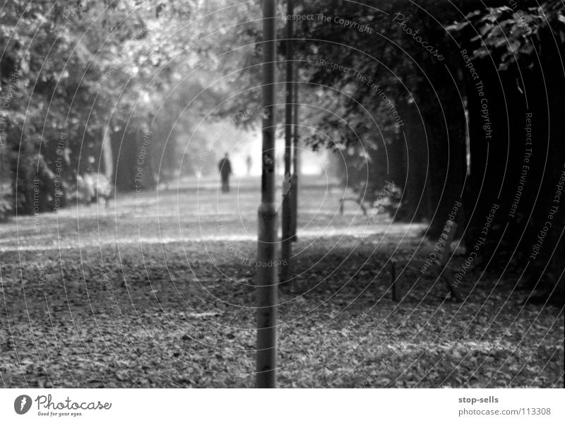 disassociated Autumn Avenue Gloomy Gray Tunnel Light Leaf Carpet Tree Small Diminutive Far-off places Dimension Doomed Passage Lose Loneliness Calm Lack Stage