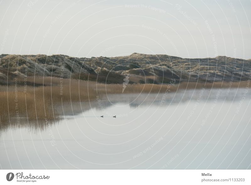 early Environment Nature Landscape Water Sky Common Reed Hill Coast Lakeside Pond Dune Cold Natural Relaxation Idyll Calm Moody Morning Colour photo