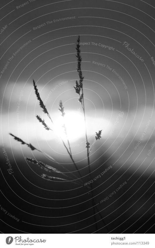Floral stalks striped by horizon kissing sun Flower Sunset Grass Blade of grass Black White Clouds Meadow Horizon Plant Autumn Gray Fine Sky Earth
