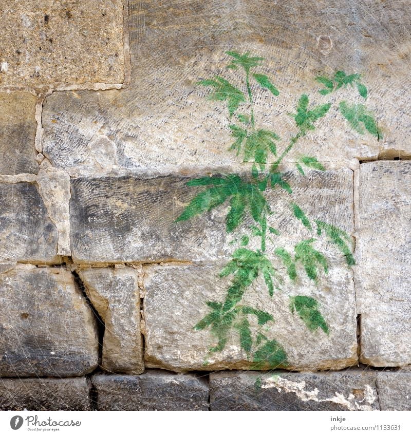 mauerBLÜMCHEN Plant Foliage plant Hemp Cannabis leaf hemp plant Wall (barrier) Wall (building) Stone wall Decoration Ornament Graffiti wallflower Green Emotions