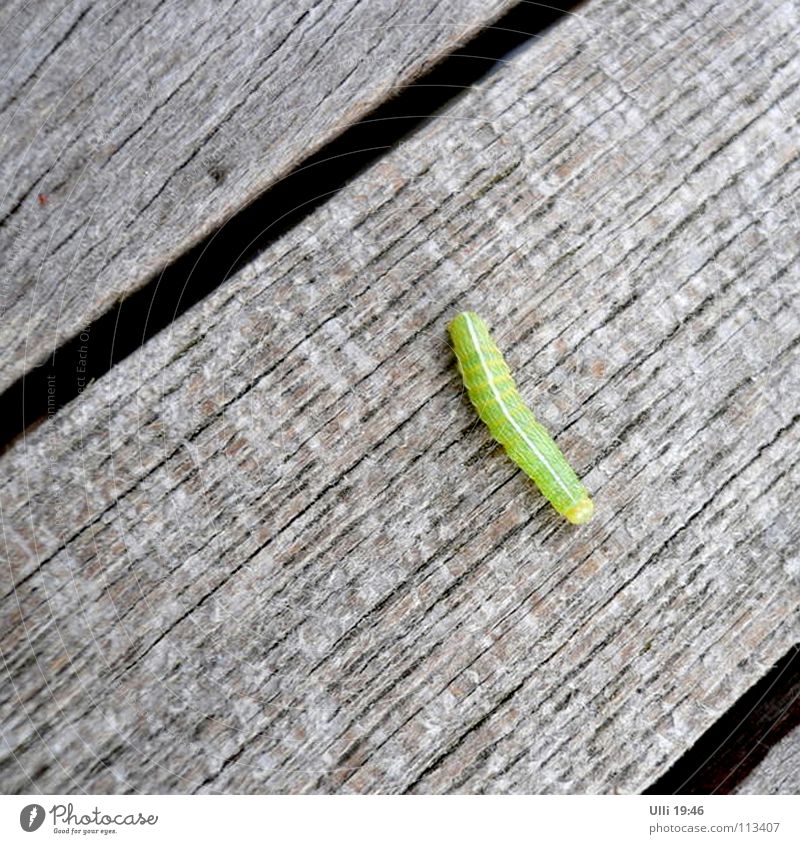 Passing through. Summer Nature Animal Beautiful weather 1 Table Wood Movement Crawl Long Muscular Green Loneliness Dangerous Caterpillar Search Hiding place