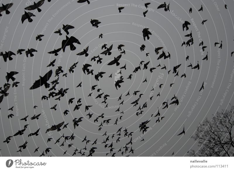 The birds November Winter Cold Gray Black White Bird Pigeon Crow Tree Flock raven Sky Aviation Flying Multiple Shadow silhouetted