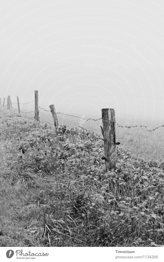 Karl in thought. Environment Nature Landscape Sky Winter Weather Fog Plant Grass Meadow Hill Pole Barbed wire fence Fence Wood Metal Think Looking Simple Gray