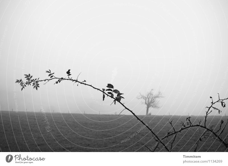 Jump and run. Environment Nature Landscape Sky Bad weather Fog Plant Blackberry Meadow Fence post Tree Bleak Thorn Growth Dark Natural Gray Emotions Pain