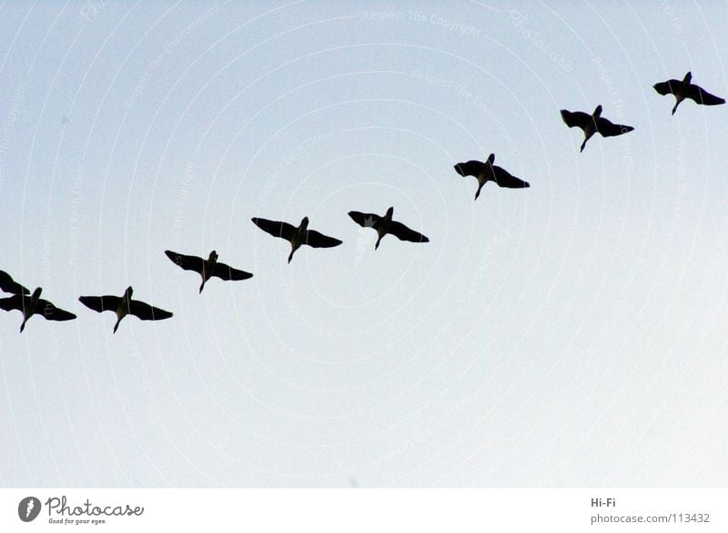 migratory birds Winter Air Winter activities Goose Formation Hover Synchronous Classifying Thrifty Migratory bird Bird Sky Duck perfect formation Flying