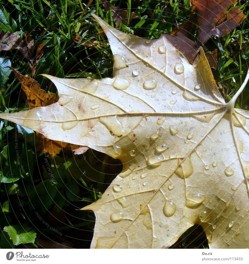 Farewell to autumn Shadow Drops of water Autumn Rain Grass Leaf Cold Brown Yellow Green Transience Maple tree Maple leaf November Goodbye Autumn leaves Lawn